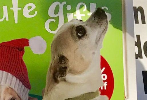 Pic of the Litter: Littlebit